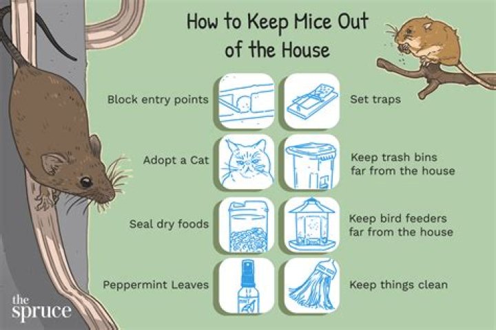 Here’s how to keep mice and rats out of your home with 1 simple trick