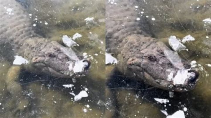 How Alligators 'Frozen Solid' Under Swamp Ice in North Carolina Breathe