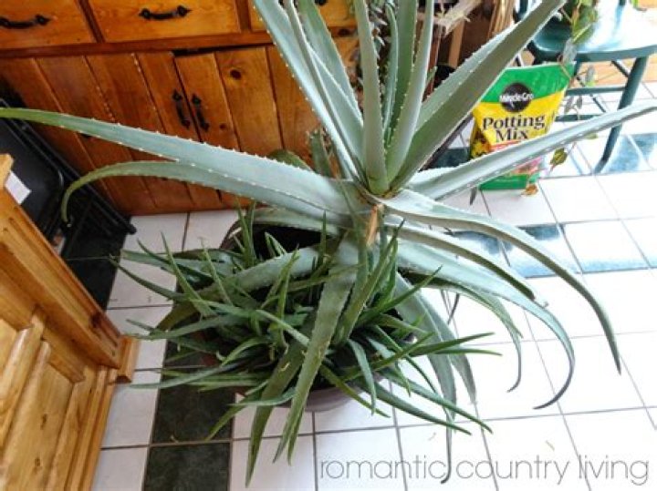 Quick Answer: How Big Can Aloe Vera Plants Get