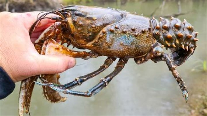 How Big Do Crawfish Get