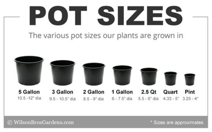 Question: How Big Is 1 Gallon Pot