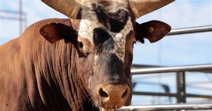 How did Bushwacker die?