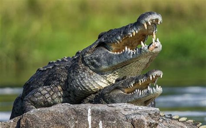 Quick Answer: How Do Crocodiles Mate