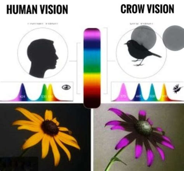 How do crows see the world?