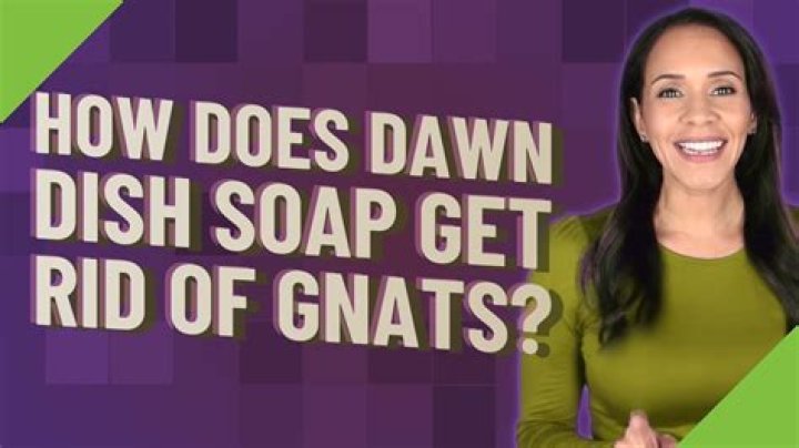 Question: How Does Dawn Dish Soap Get Rid Of Gnats