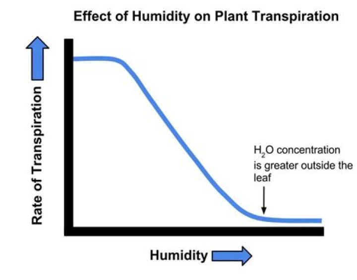 How Does Humidity Affect Transpiration