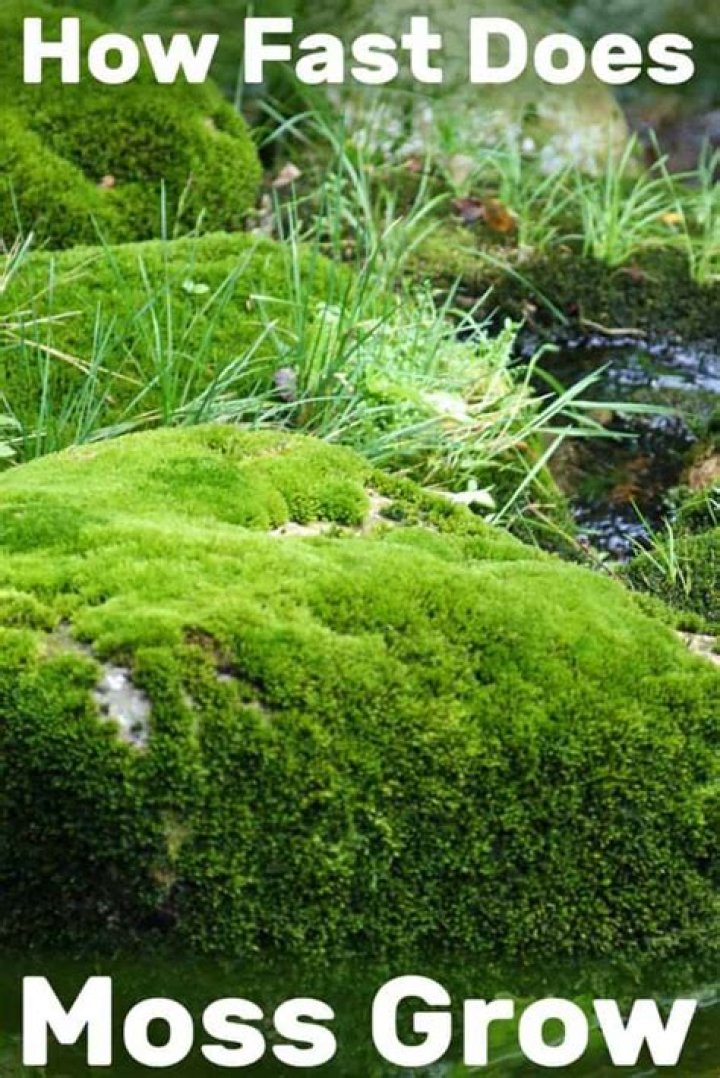 Quick Answer: How Fast Does Moss Spread