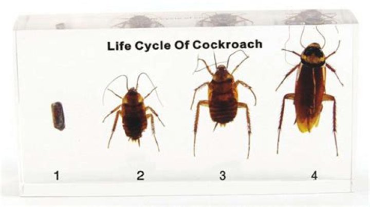 Question: How Fast Is A Cockroach