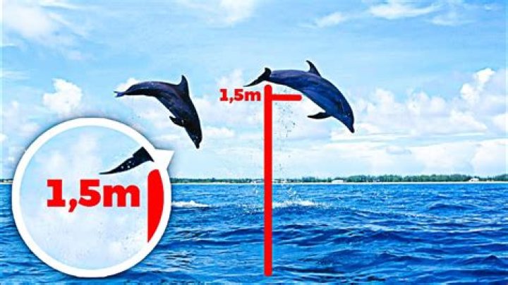 How High Can Dolphins Jump
