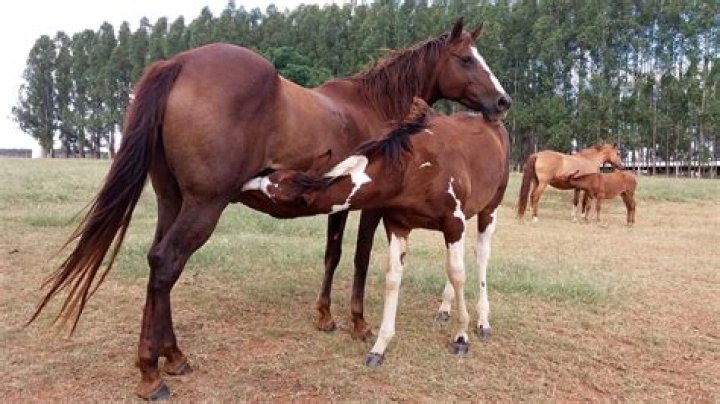 How Horses Mate - Seniorcare2