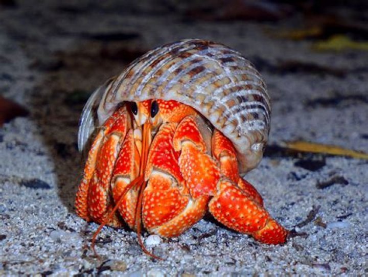 How Long Do Hermit Crabs Sleep