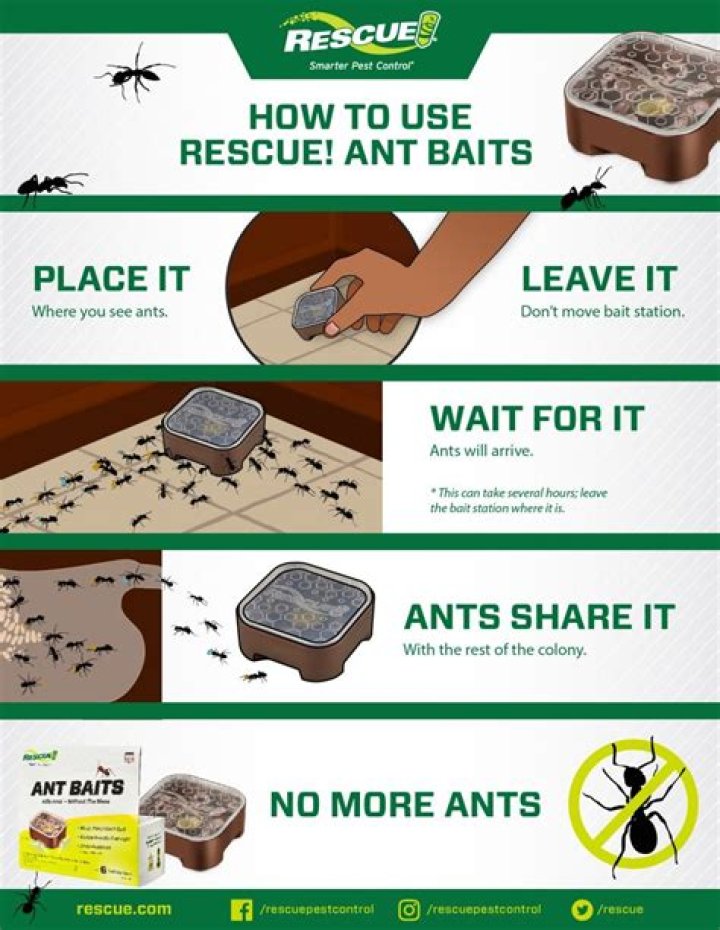 How Long Do Raid Ant Traps Take To Work