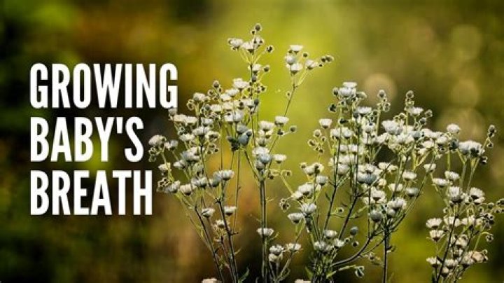 How Long Does Baby's Breath Last Without Water