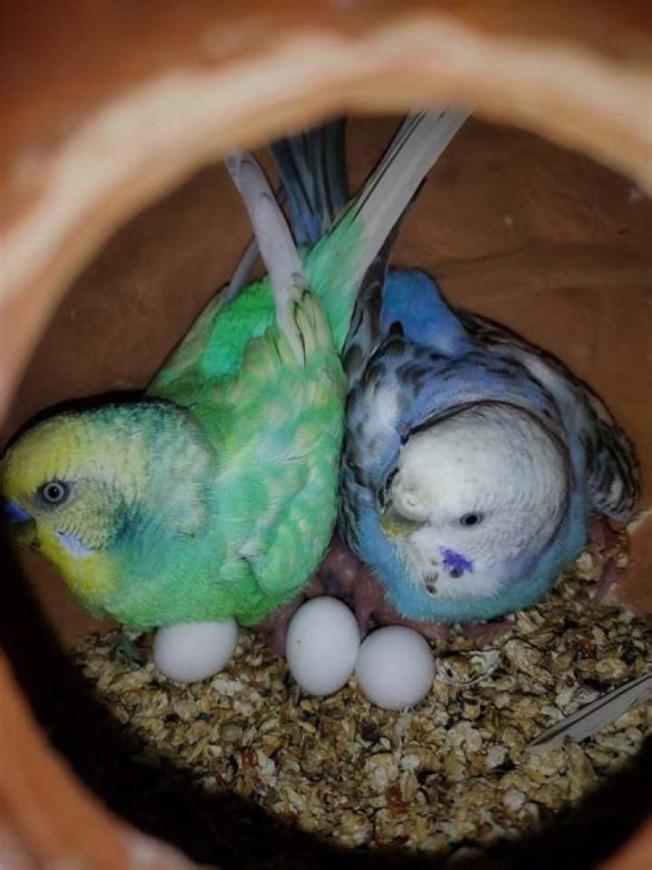 How long will it take for parakeet eggs to hatch?