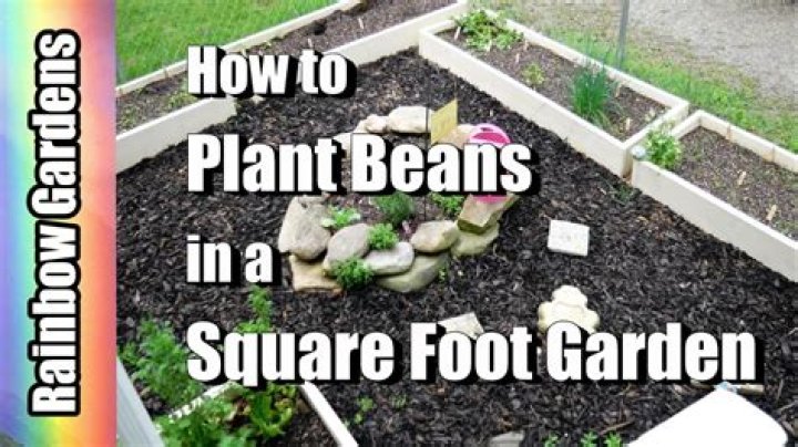 Quick Answer: How Many Beans Per Square Foot
