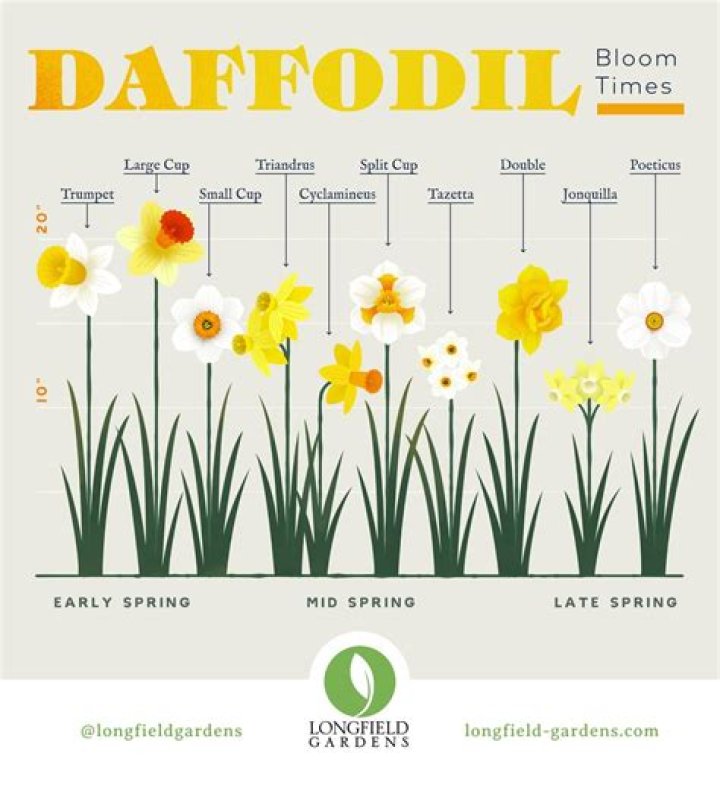 Quick Answer: How Many Times Do Daffodils Bloom