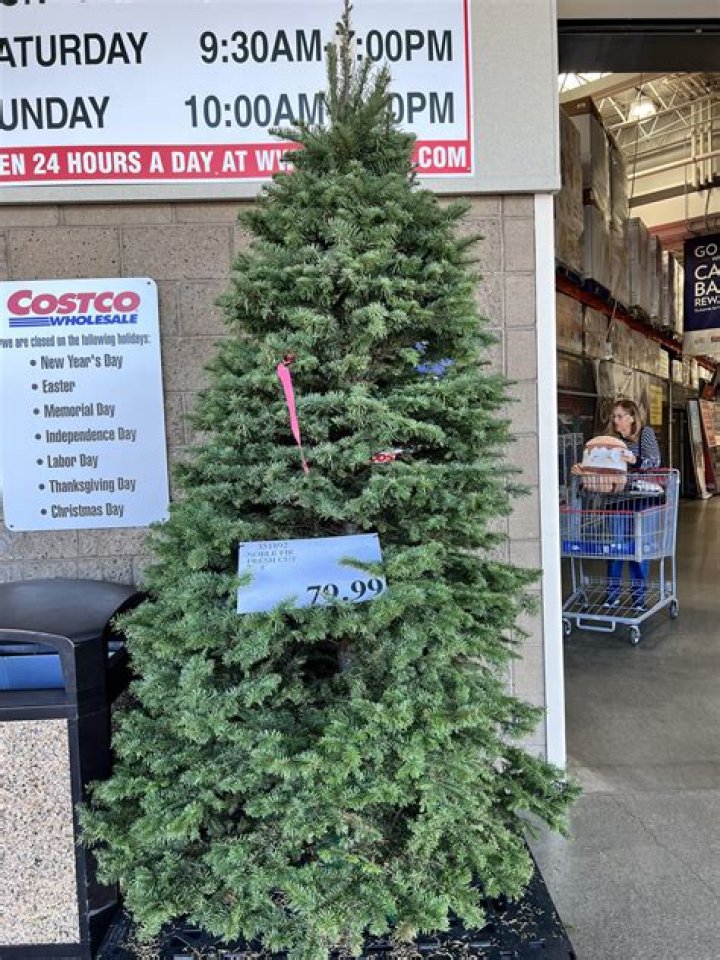 Question: How Much Are Christmas Trees At Costco