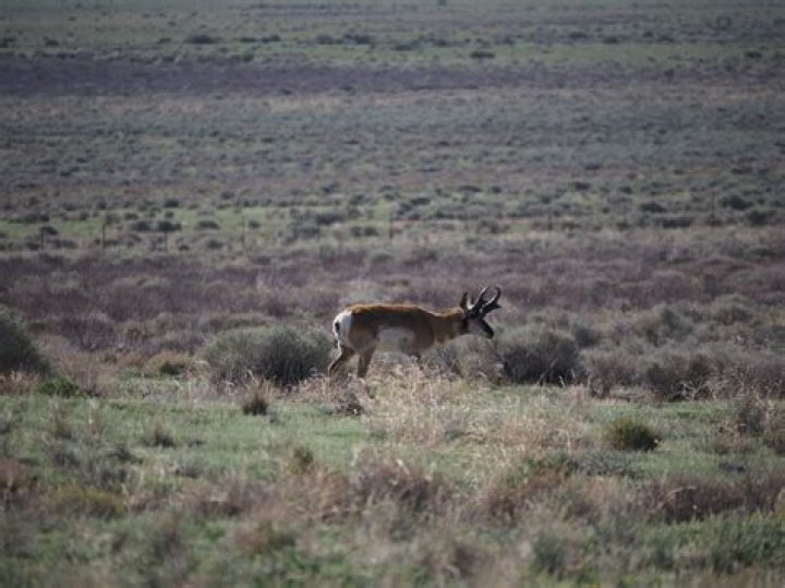 How much does it cost to hunt at Tejon Ranch?