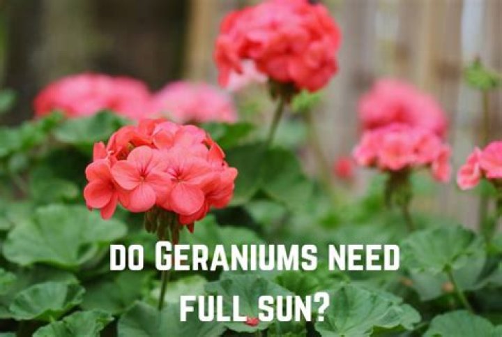 Quick Answer: How Much Sun Do Geraniums Need