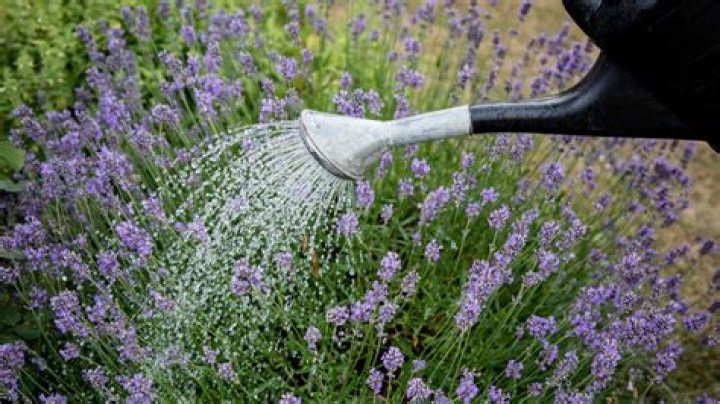 How Often Should I Water My Lavender Plant