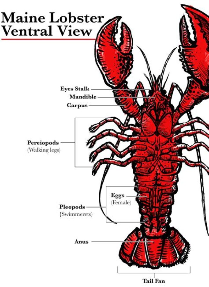 How powerful are lobster claws?