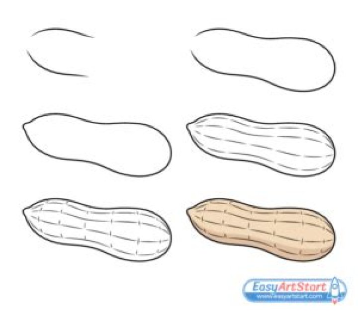 Question: How To Draw A Peanut
