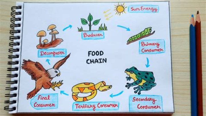 How To Draw A Simple Food Chain