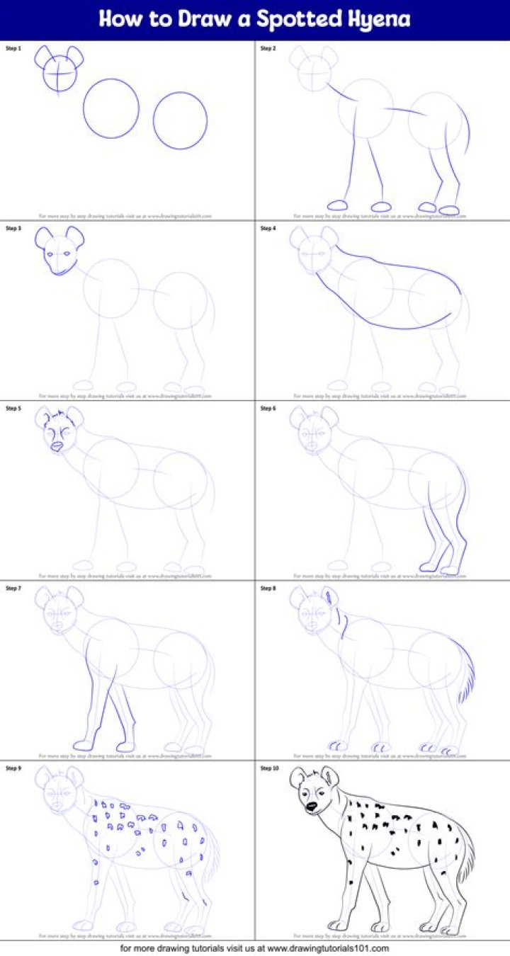 How To Draw A Spotted Hyena Step By Step