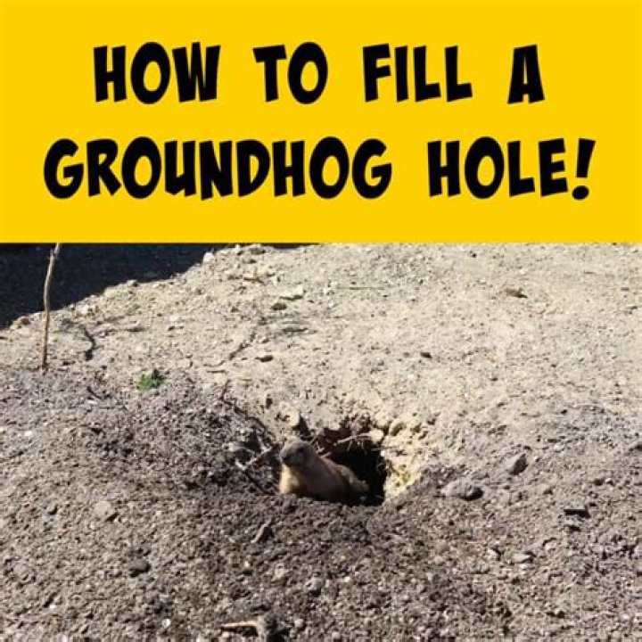 Quick Answer: How To Fill In Groundhog Holes