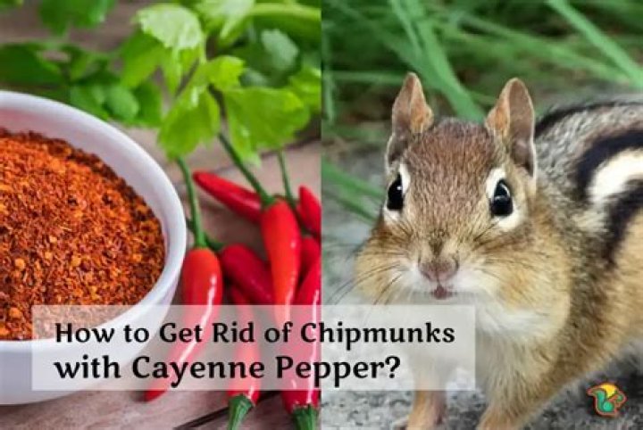 How To Get Rid Of Chipmunks With Cayenne Pepper