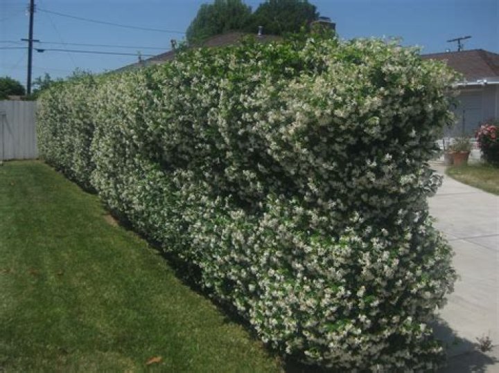 Question: How To Grow Jasmine On A Fence
