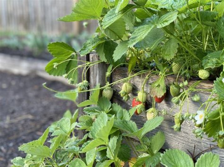 How To Grow Strawberries In Missouri