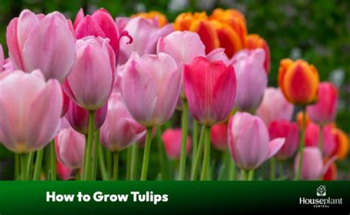 Quick Answer: How To Grow Tulips From Cut Flowers