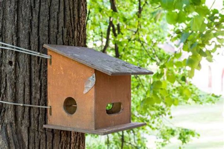 Quick Answer: How To Hang Birdhouse On Tree