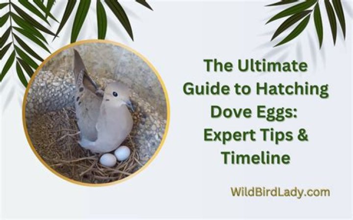 Question: How To Hatch Dove Eggs
