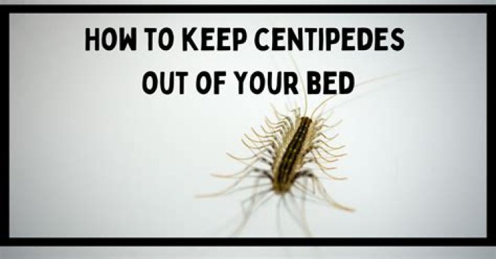 How To Keep Centipedes Out Of Your Bed