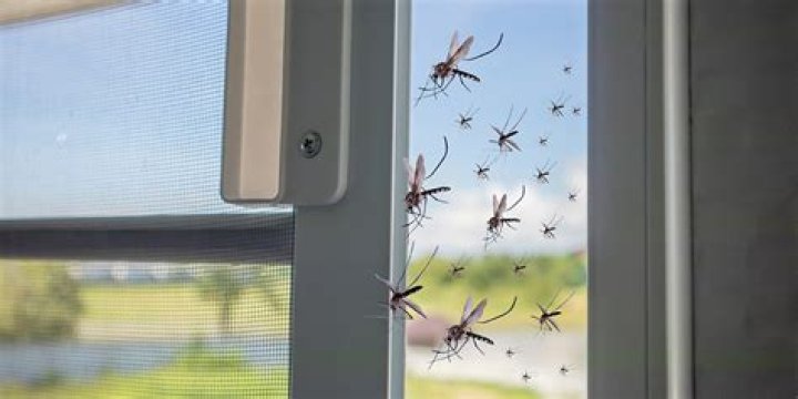 Quick Answer: How To Keep Mosquitoes Away From Front Door