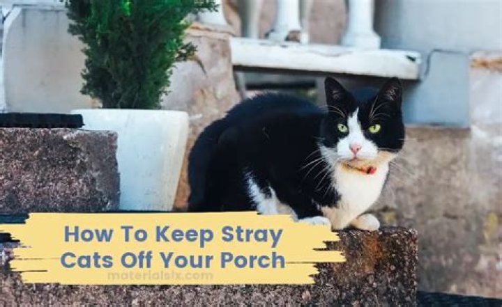 Question: How To Keep Stray Cats Off Your Porch