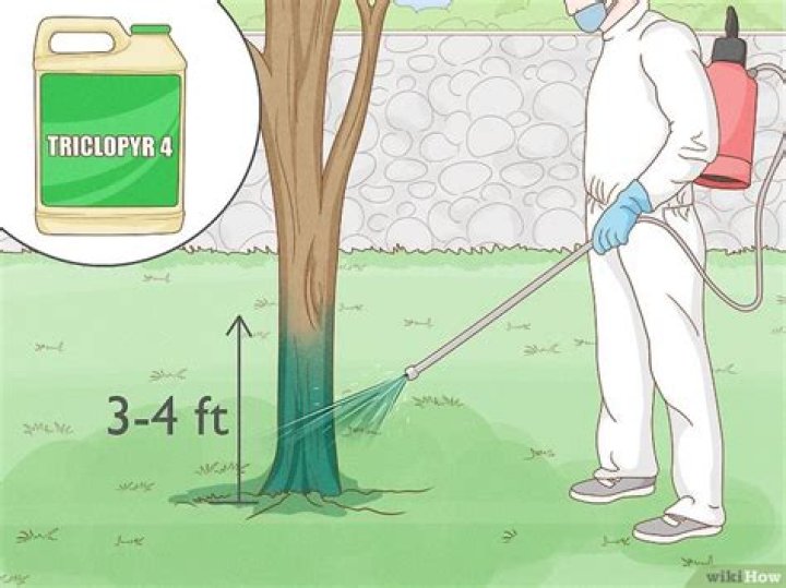 Quick Answer: How To Kill A Tree Without Anyone Knowing