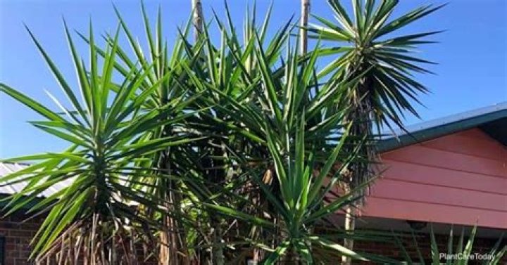 Quick Answer: How To Kill Yucca Plants