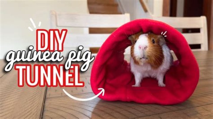 Question: How To Make A Guinea Pig Tunnel Diy