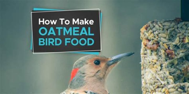 Question: How To Make Bird Food With Oatmeal