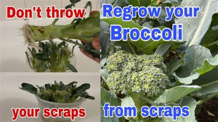 Question: How To Regrow Broccoli