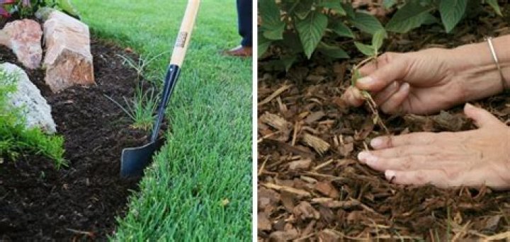 Quick Answer: How To Stop Grass From Growing In Mulch