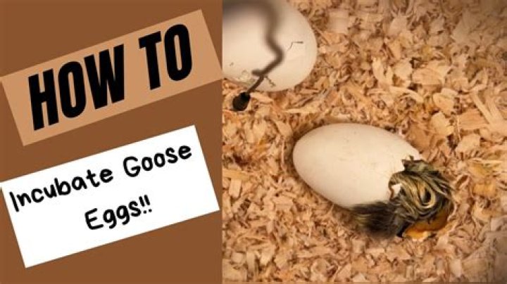 Question: How To Take Care Of A Goose Egg