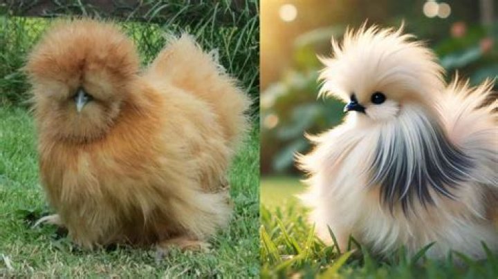 Question: How To Tell If A Silkie Is A Rooster