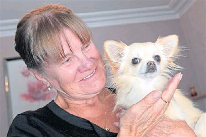 Huge bird snatches chihuahua in garden just three months after pet Gizmo grabbed and carried away by seagull – The US Sun