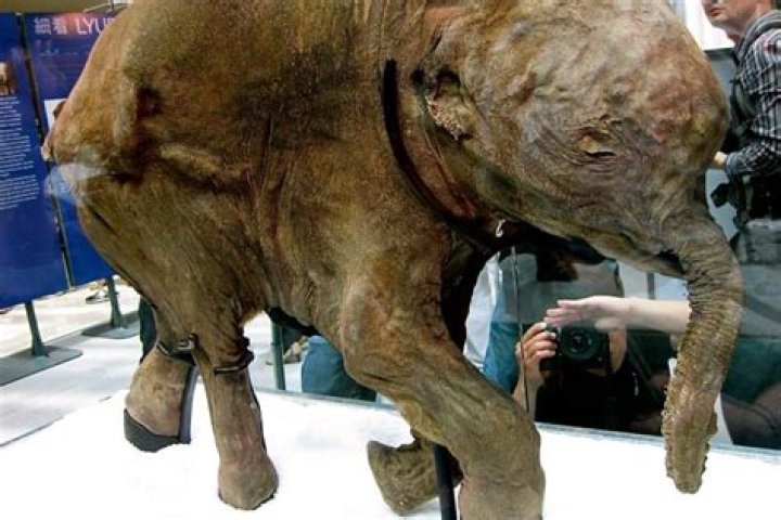 Ice Age Baby: Lyuba the Woolly Mammoth Tours Asia