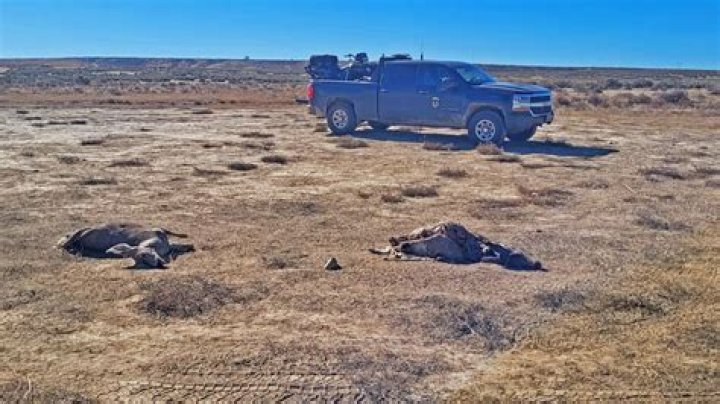 Idaho Fish and Game investigates waste of two mule deer near Hagerman