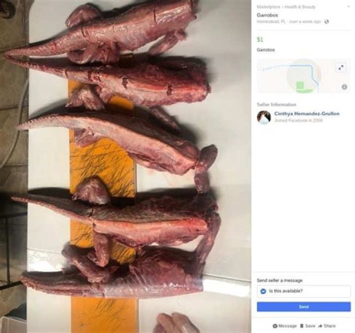Iguana meat being sold on Facebook after reptiles start dropping from Florida trees due to cold snap – The US Sun